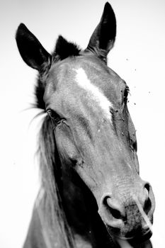 Close-up of a horse, Brazil