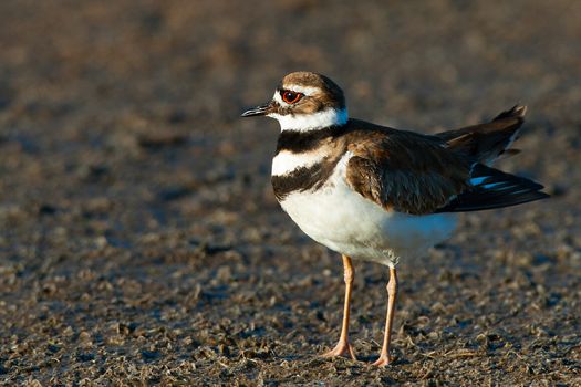 Close-up of a Killdeer (Charadrius vociferus) on sand, Merritt Island, Titusville, Brevard County, Florida, USA