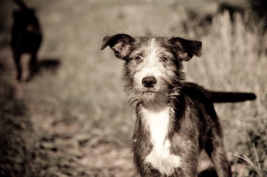 Close-up of a little dog