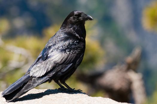 Raven perching on a rock, Taft Point, Yosemite Valley, Yosemite National Park, California, USA