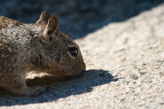 Close-up of a Squirrel (Sciurus carolinensis), Half Dome, Yosemite National Park, California, USA