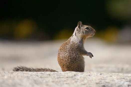 Close-up of a Squirrel (Sciurus carolinensis), Half Dome, Yosemite National Park, California, USA