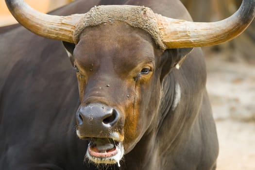 Close-up of a wild bull with its open mouth, Miami, Florida, USA