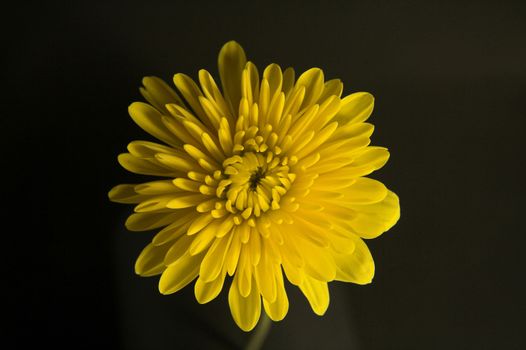 Close-up of a yellow flower