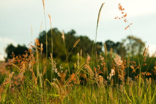 Grass on rural paradise found in the countryside of Sao Paulo, Brazil