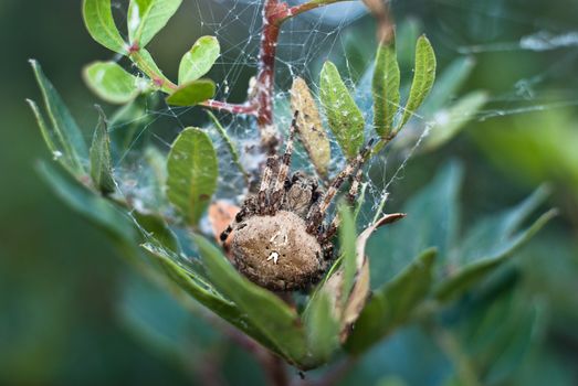 Big Spider sitting on tree