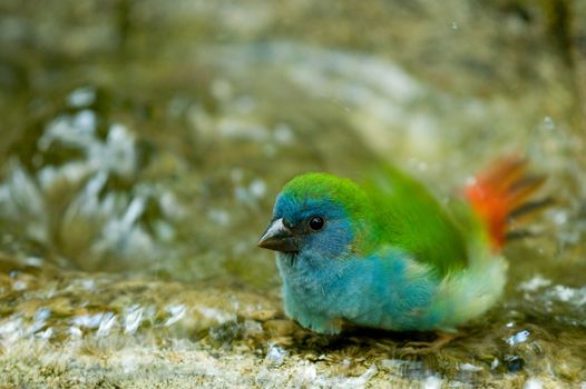 Closeup of colorful green and blue feathered bird taking bath in water.