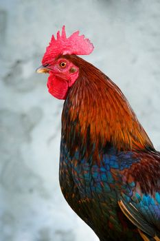 Close-up of a colorful rooster, Key West, Monroe County, Florida, USA