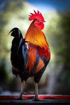 Close-up of a colorful rooster, Key West, Monroe County, Florida, USA