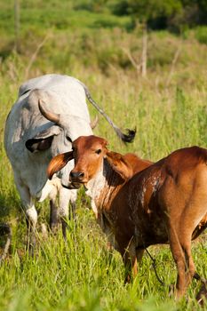 Cows grazing in a pasture, Brazil