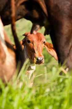 Brown cows relaxing in green countryside field.