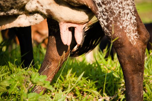 Close-up of udder of a cow in a farm, Brazil