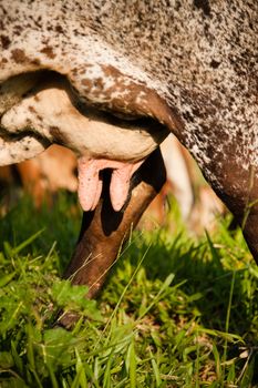 Close-up of udder of a cow in a farm, Brazil