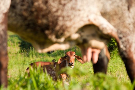 Close-up of udder of a cow in a farm, Brazil