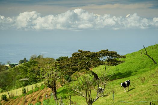 Cows grazing on green countryside field, Costa Rica.