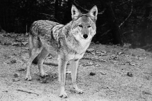 Wild Coyote (Canis latrans) staring at the roadside, Yosemite National Park, California, USA