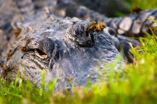 Close-up of a crocodile, Merritt Island, Titusville, Brevard County, Florida, USA