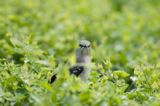 Curious little bird surrounded by green leaves, Miami, Florida, USA