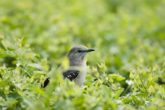 Curious little bird surrounded by green leaves, Miami, Florida, USA