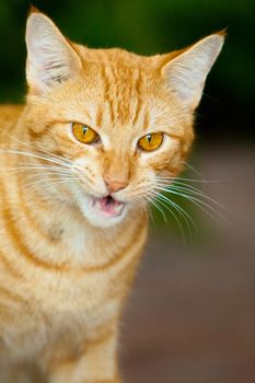 Portrait of cute ginger cat with pricked ears.