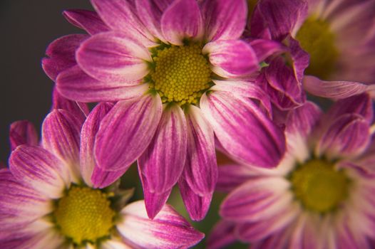 Close-up of daisy flowers