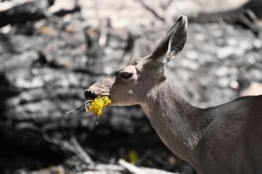 Side view of deer eating in countryside.