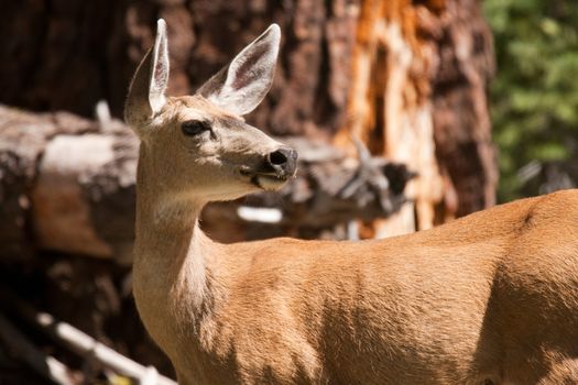 Deer in a forest, Taft Point, Yosemite National Park, California, USA