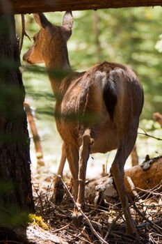 Deer in a forest, Taft Point, Yosemite National Park, California, USA