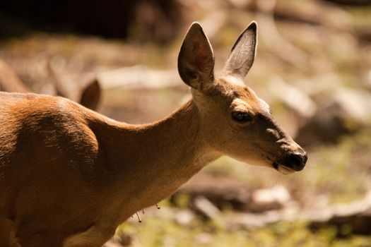 Side view of deer in countryside.