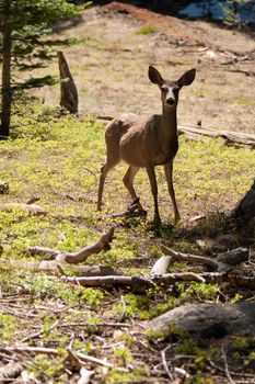 Female deer in countryside, Yosemite National Park, California, U.S.A.