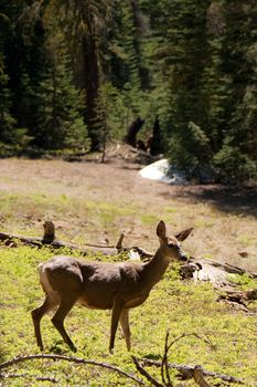 A deer in the Taft Point in Yosemite National Park in California, USA.
