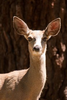 Portrait of female deer outdoors.