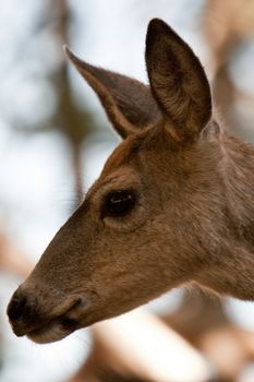 Side portrait of deer outdoors.