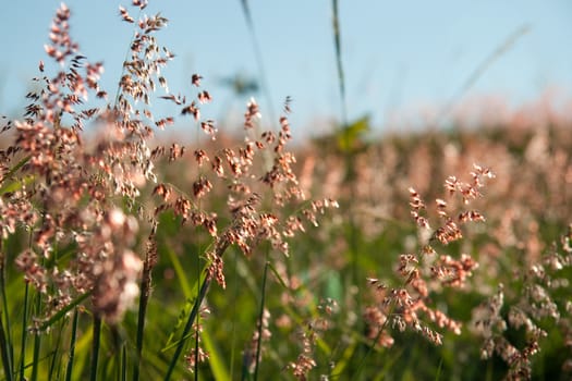 Delicate beautiful little red plants growing in a field