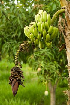 Detail of a Banana tree captured in the countryside of Sao Paulo, Brazil