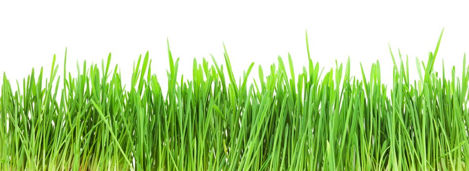 Fresh green grass isolated on white background