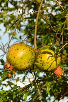 Details of Pomegranates hanging in the tree, Brazil