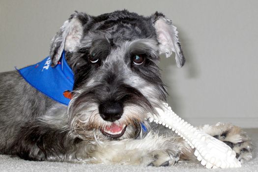 Portrait of cute dog eating bone.