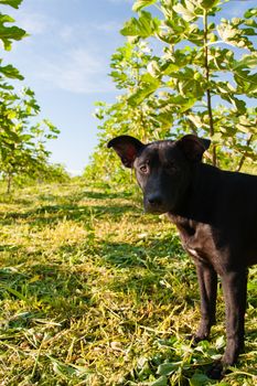 Little dog in the middle of a fig plantation