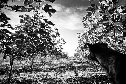 Little dog in the middle of a fig plantation