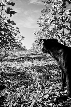 Little dog in the middle of a fig plantation