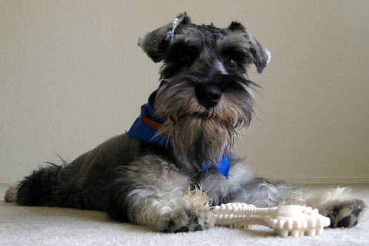 Close-up of a dog posing with a bone