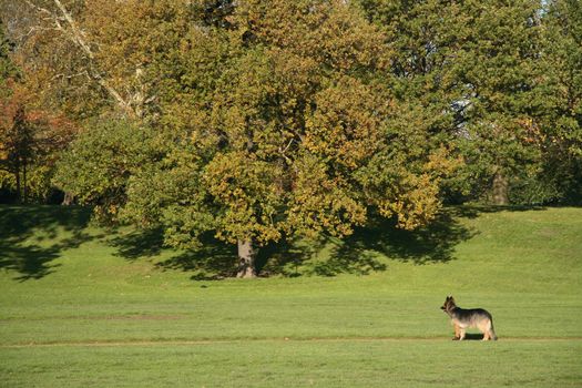 German Shepherd standing in a park, London, England