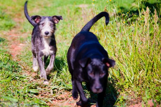 Two cute dogs walking through grass in countryside.