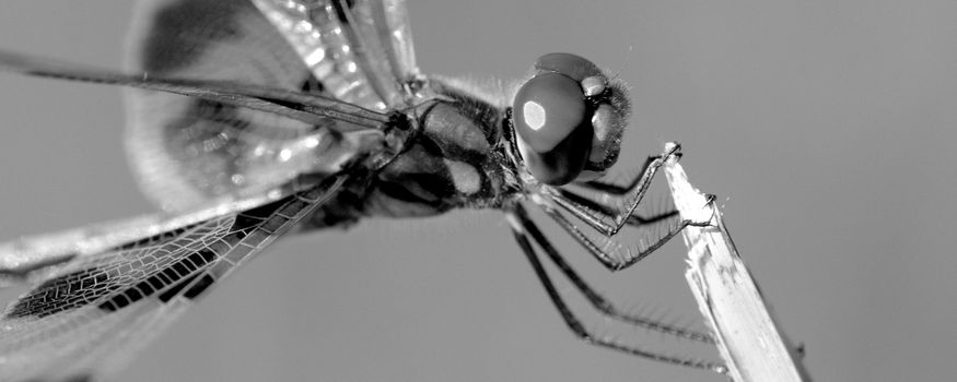 Closeup of a large dragonfly.