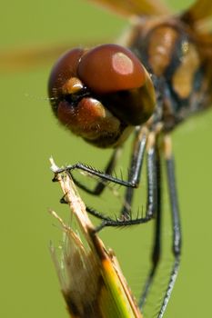 A close up of a beautiful and brown dragonfly.