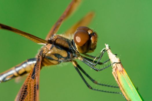 A close up of a beautiful and brown dragonfly.