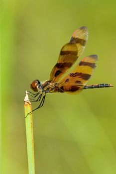 Side macro view of brown dragonfly on green plant.