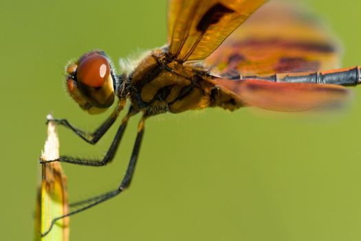 Side macro view of dragonfly on plant, green nature background.