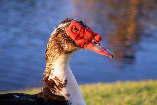 Close-up of a red faced duck